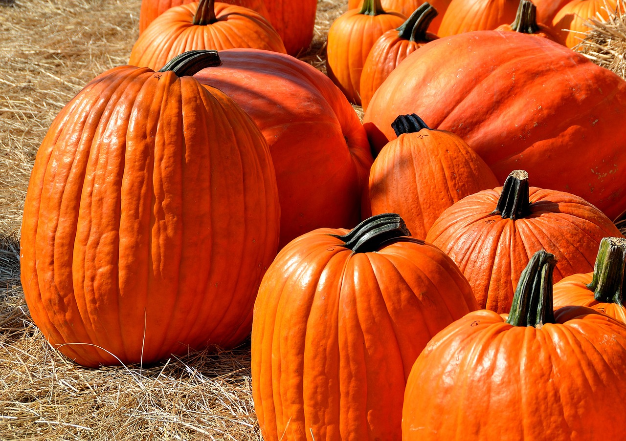 どてかぼちゃの意味とは おたんこなす や すっとこどっこい との違いは何 意味 語源由来 違い 使い方をまとめたふむぺでぃあ