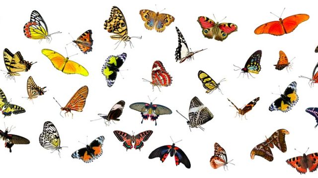 蛾と蝶の違いとは?区別/見分け方のポイントは飛び方や羽の閉じ方?