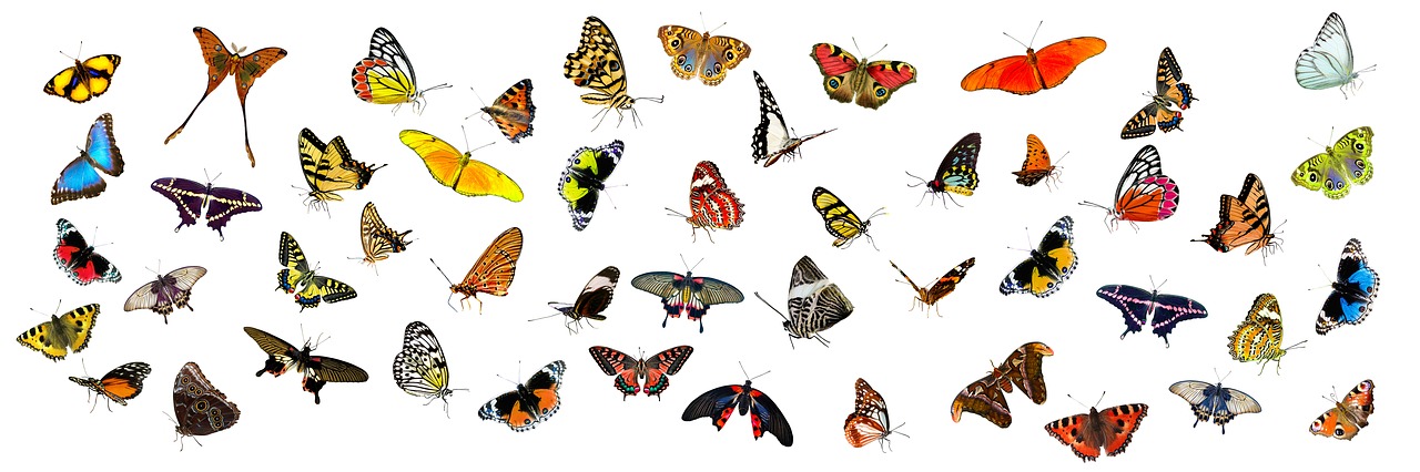 蛾と蝶の違いとは 区別 見分け方のポイントは飛び方や羽の閉じ方 意味 語源由来 違い 使い方をまとめたふむぺでぃあ