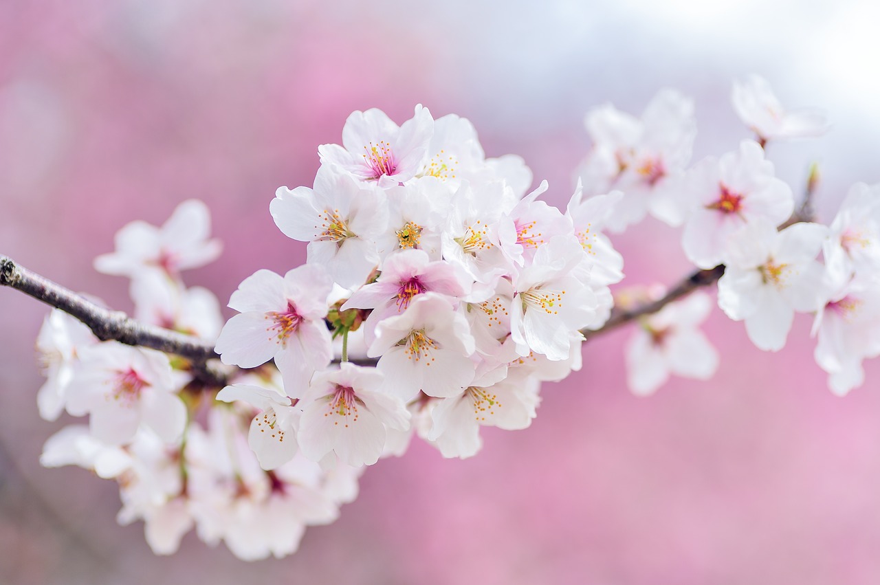 桜流しの意味とは 季語で雨のこと エヴァとの関係や英語表記も 意味 語源由来 違い 使い方をまとめたふむぺでぃあ