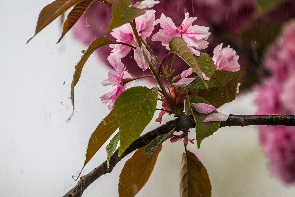 桜流しの意味とは?季語で雨のこと?エヴァとの関係や英語表記も!